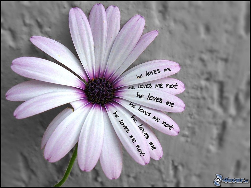 [obrazky.4ever.sk] kvet, fialovy, text 2601070.jpg